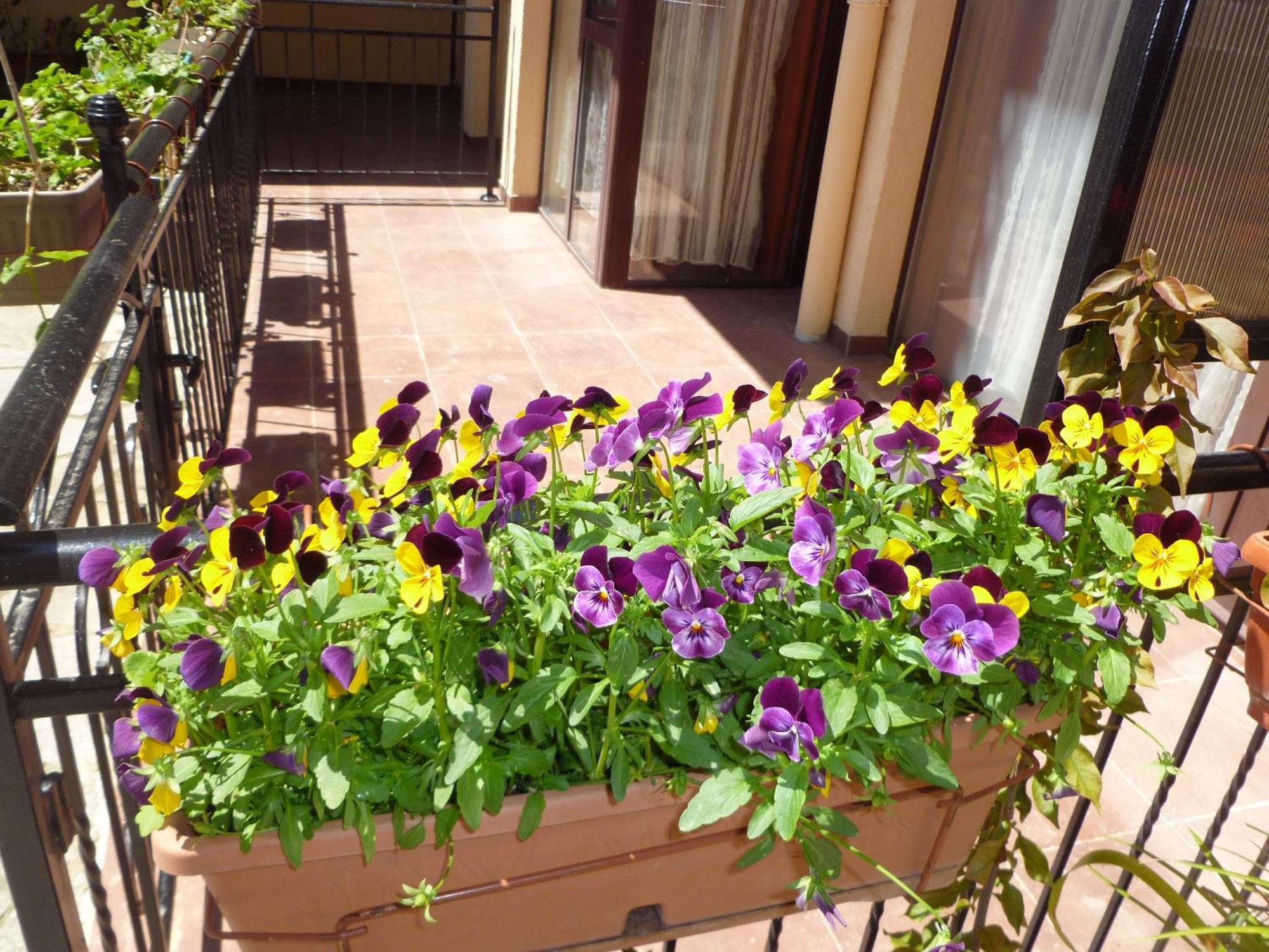 Aparthotel Rose Village Slantschew brjag Exterior foto